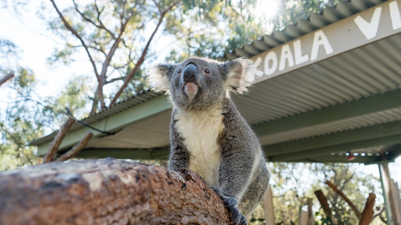 CUTEST AUSTRALIAN ANIMALS EVER!!