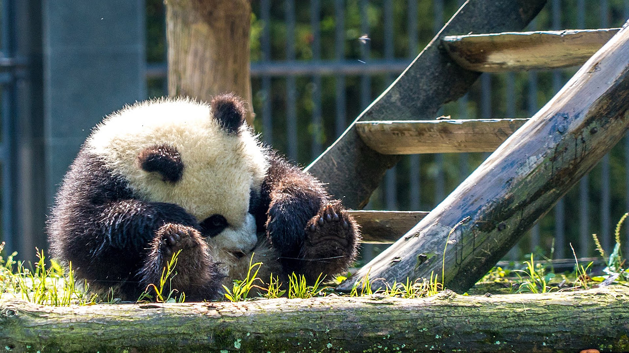 ADORABLE BABY PANDAS ROLLING