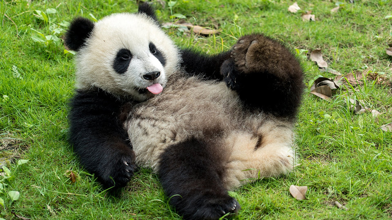 VOLUNTEERING WITH GIANT PANDAS IN CHINA