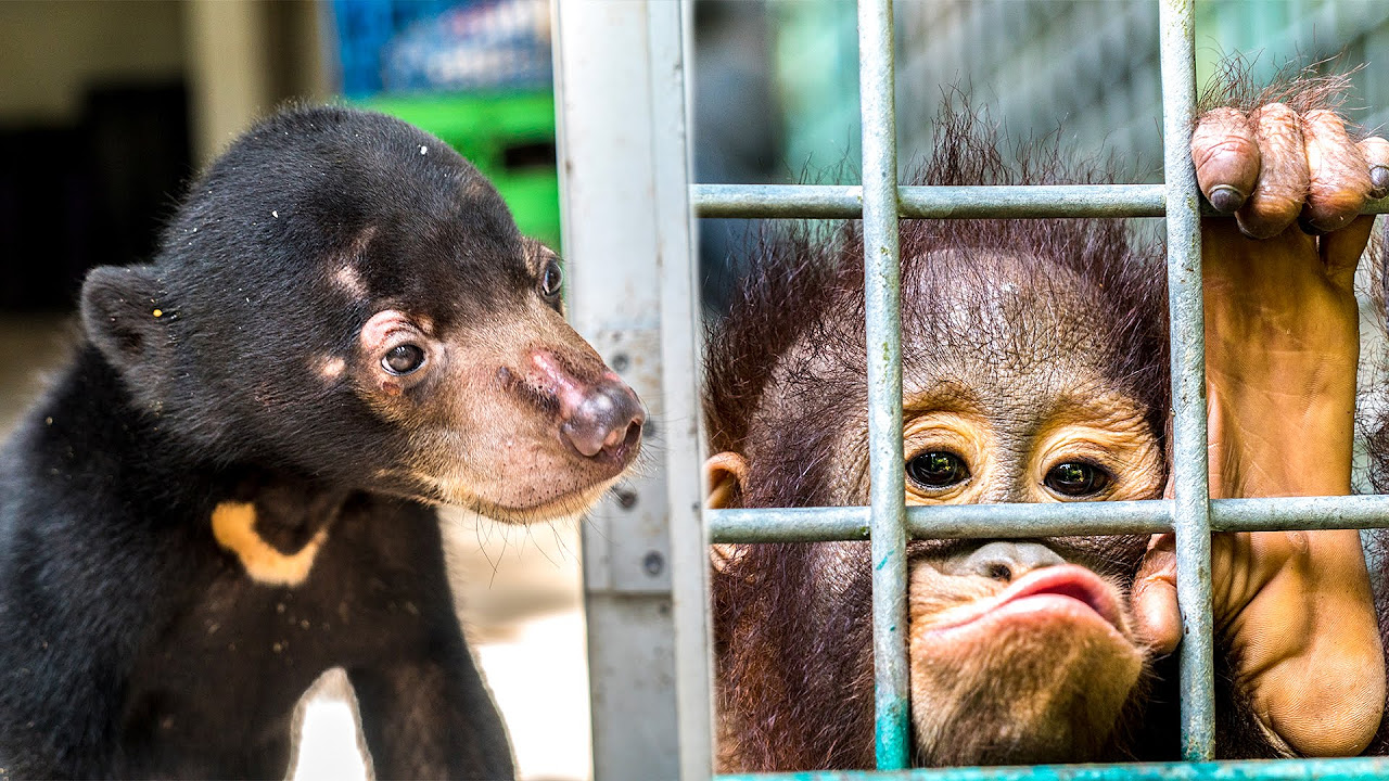 Heartbreaking Experience in Yogyakarta, Java