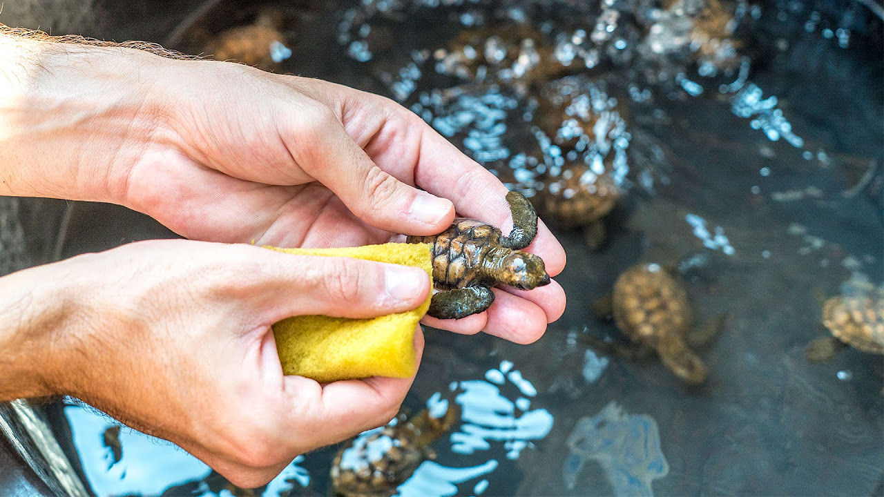 CLEANING BABY SEA TURTLES!