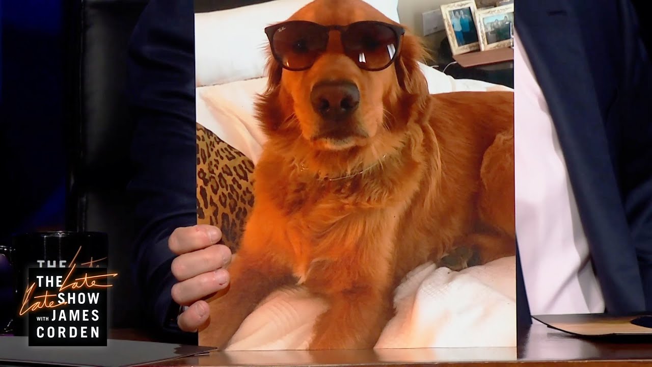 Dogs In Sunglasses