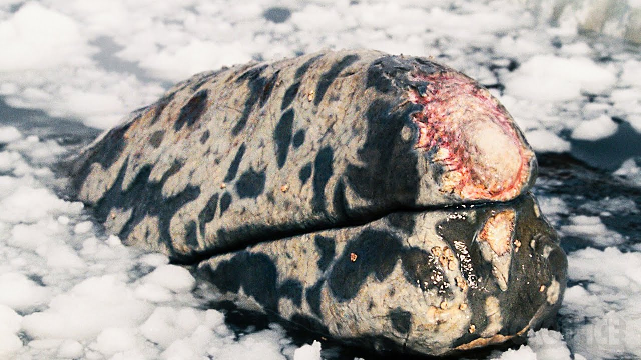 Injured whales trapped in ice | Big Miracle | CLIP